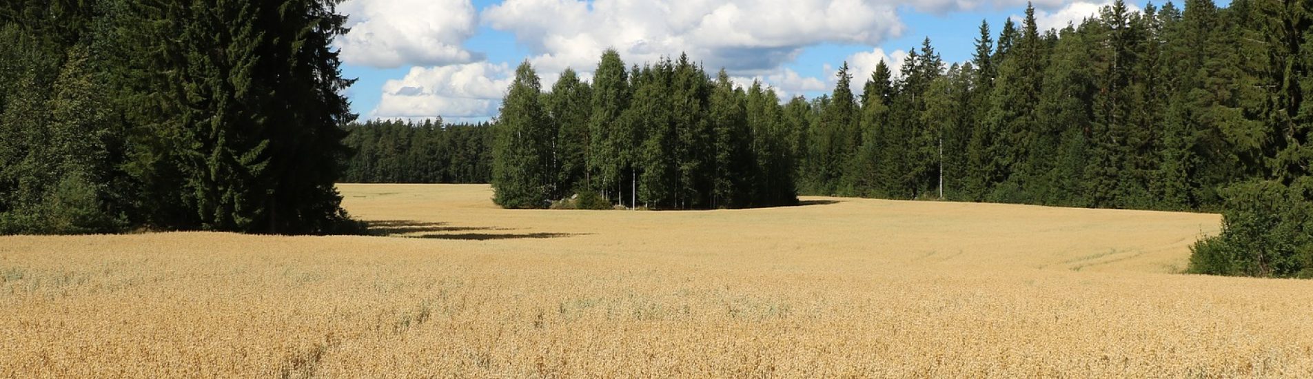Palvelut viljelijöille - humuspehtoori.fi kuvituskuva peltomaisema